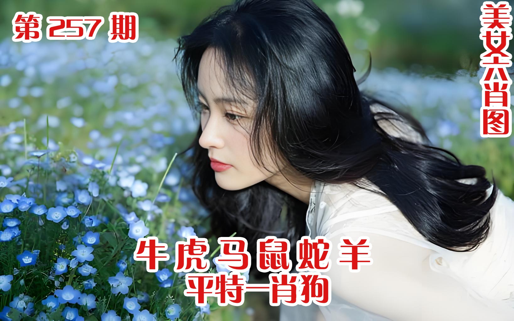 美女六肖 257期